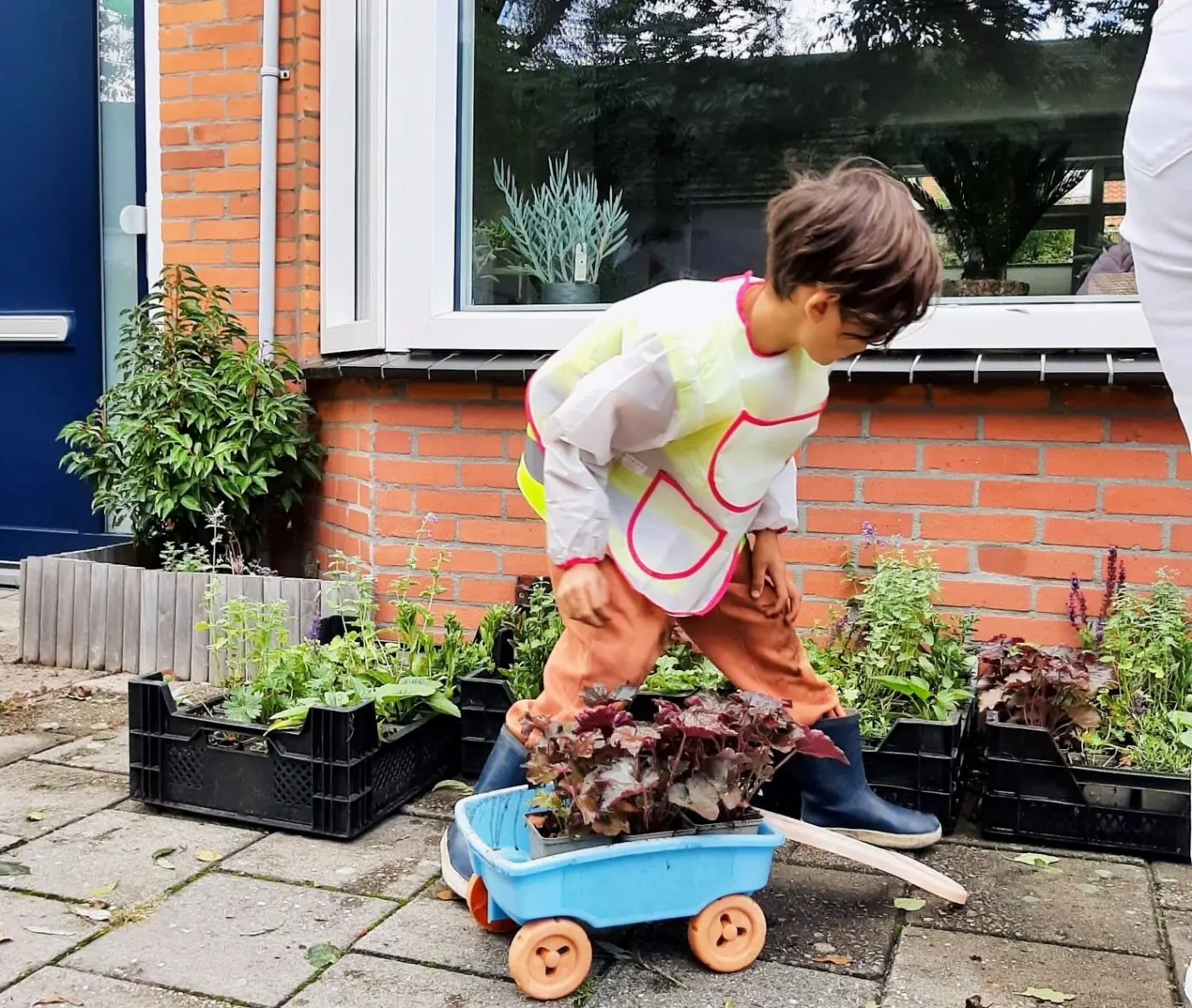 Een kind in een geel hesje brengt met een blauw karretje planten naar een geveltuin langs een bakstenen huis.