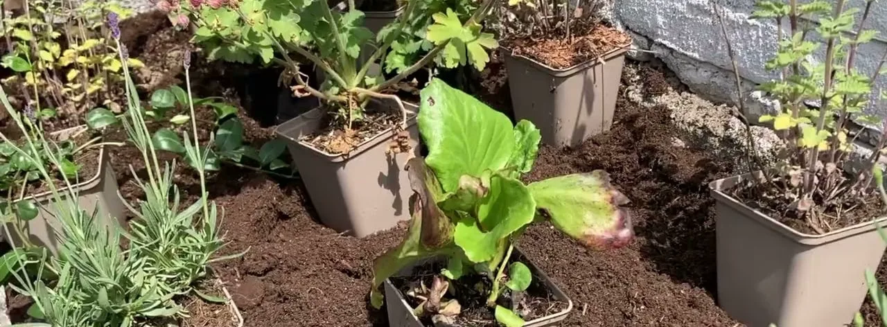 Jonge planten in potten op losgemaakte grond, klaar om geplant te worden.